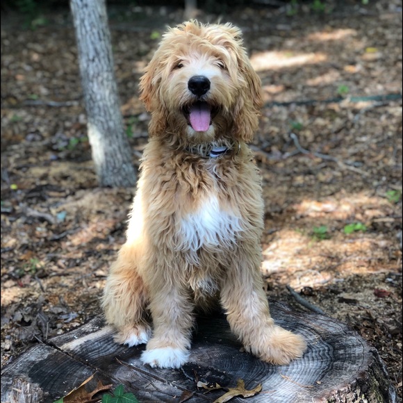 Meet your Posher, Lane - Picture 1 of 2